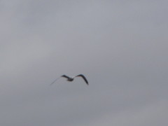Larus brachyrhynchus