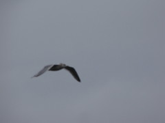 Larus brachyrhynchus