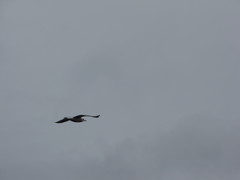 Larus brachyrhynchus