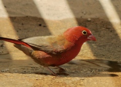 Lagonosticta senegala