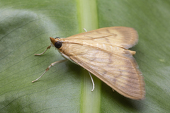 Crypsiptya coclesalis