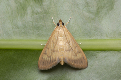 Crypsiptya coclesalis