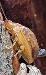 Paropsisterna m-fuscum