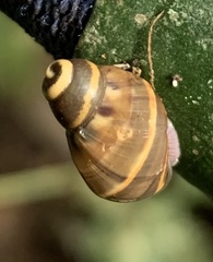 Hemibulimus dennisoni