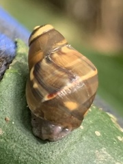 Hemibulimus dennisoni