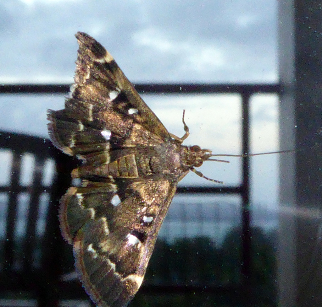 Piletocera fluctualis