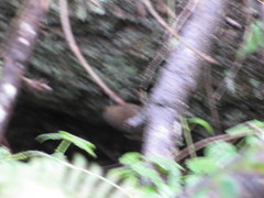 Troglodytes pacificus