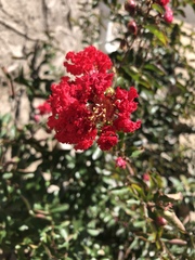 Magnoliopsida