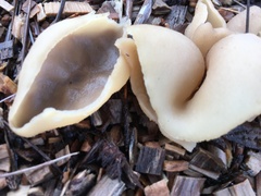 Peziza domiciliana