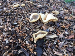 Peziza domiciliana