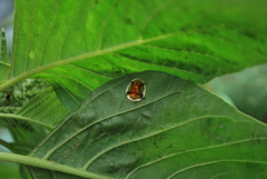 Aspidimorpha furcata