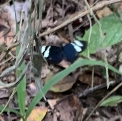 Heliconius cydno
