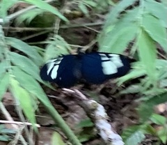 Heliconius cydno