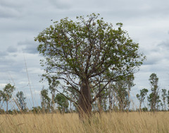 Adansonia gregorii
