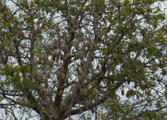 Adansonia gregorii