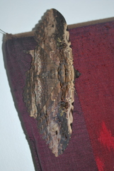 Anisoneura