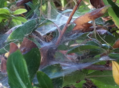 Araneae