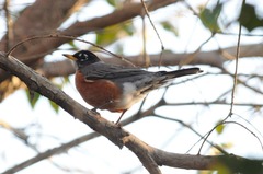 Turdus migratorius