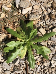 Asteraceae