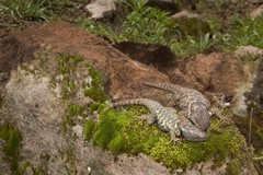 Sceloporus mucronatus