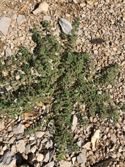 Euphorbia prostrata