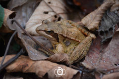 Rana pseudodalmatina