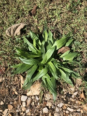 Plantago lanceolata