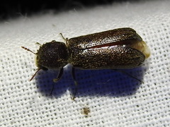 Amphicerus bicaudatus