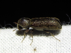 Amphicerus bicaudatus