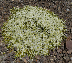 Arenaria serpens