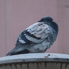 Columba livia domestica