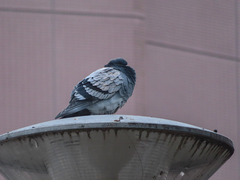 Columba livia domestica
