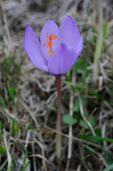 Crocus ligusticus