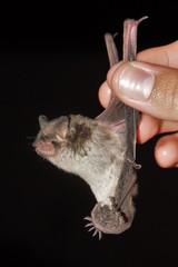 Myotis velifer