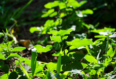 Salvia scutellarioides