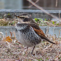 Turdus eunomus