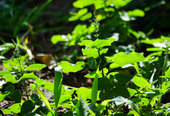 Salvia scutellarioides
