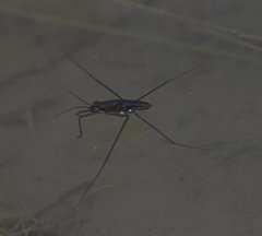Limnogonus recens
