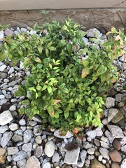 Magnoliopsida