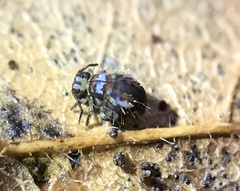 Vesicephalus occidentalis