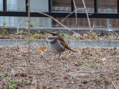 Turdus eunomus