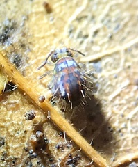 Vesicephalus occidentalis