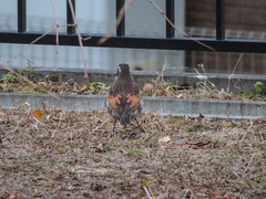Turdus eunomus