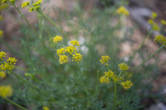 Lomatium torreyi