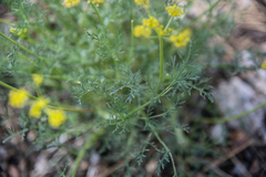 Lomatium torreyi