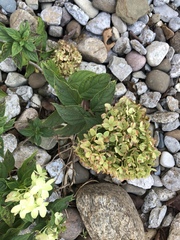 Hydrangea