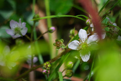 Rubus urticifolius