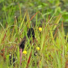 Centropus bengalensis