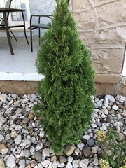 Thuja occidentalis