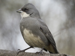 Common Diuca Finch photo 3